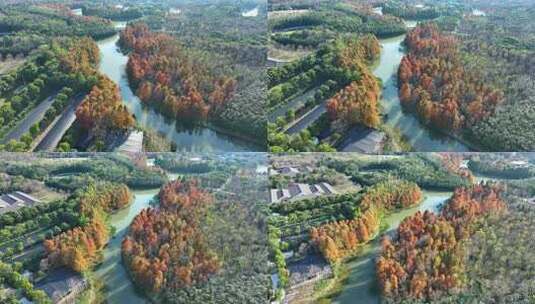 上海奉贤海湾国家森林公园  奉贤生态湿地高清在线视频素材下载