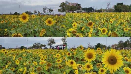 4K向日葵花海 揭阳花海高清在线视频素材下载