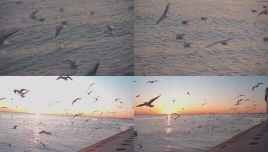 海鸥 游泳 海 海面 飞翔的海鸥 景色高清在线视频素材下载