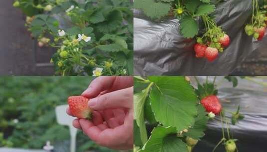 绿叶间的草莓花与青果特写高清在线视频素材下载