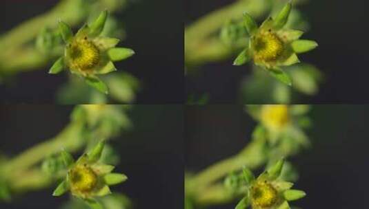 草莓 草莓地 水果 草莓成熟高清在线视频素材下载