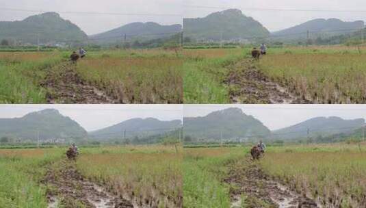 牛在田间耕地的场景 牛犁田高清在线视频素材下载