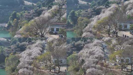 中国广东省广州市从化区广州流溪梅花节高清在线视频素材下载