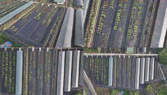 常德新枫林花海温室大棚高清在线视频素材下载