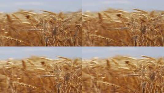 农业植物的乡村场景。成熟的小麦小穗在田野高清在线视频素材下载