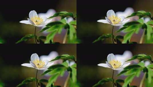 安静小花风景风光美景梦幻唯美高清在线视频素材下载