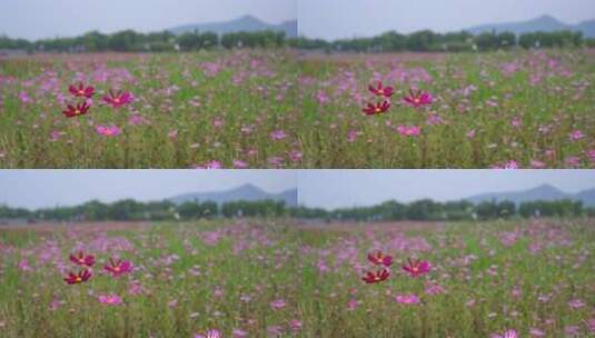 杭州湘湖三期格桑花花海航拍高清在线视频素材下载