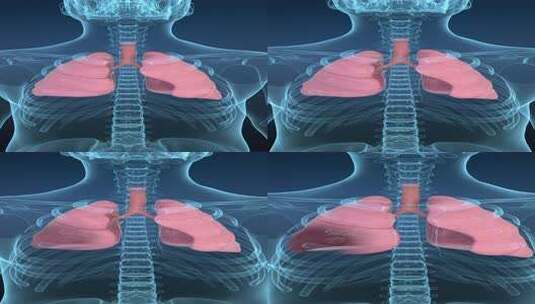 肺部肿瘤透明人体竖版高清在线视频素材下载