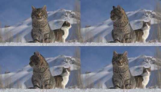 3913_雪地里有两只猫高清在线视频素材下载