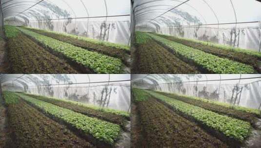 温室里的蔬菜高清在线视频素材下载