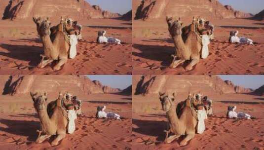 沙漠里的骆驼高清在线视频素材下载
