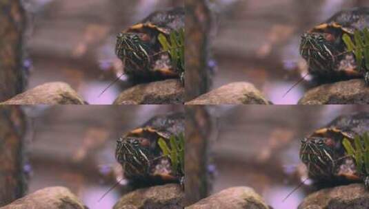 海龟在岩石上爬行高清在线视频素材下载