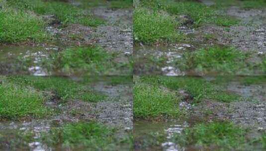 雨滴落在小水坑中高清在线视频素材下载