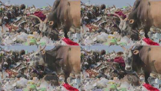 牛和狗在垃圾中寻找食物高清在线视频素材下载