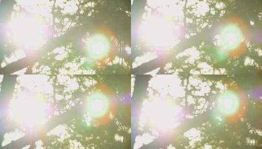 阳光透过树叶照耀镜头高清在线视频素材下载