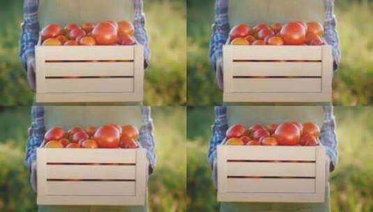 装满番茄的木箱特写高清在线视频素材下载
