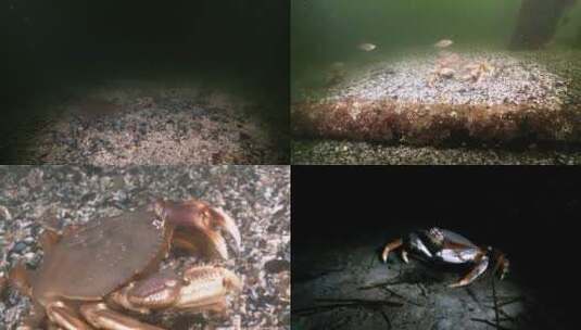 夜间螃蟹在海底爬行高清在线视频素材下载