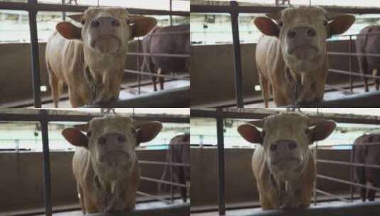 饲养场奶牛吃饲料奶牛特写实拍视频高清在线视频素材下载