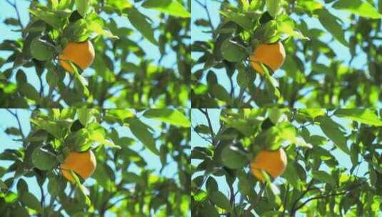 橘子树上的橘子高清在线视频素材下载