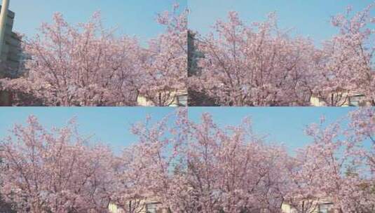 春天蓝天下满树的粉色樱花高清在线视频素材下载