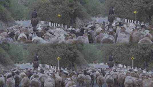 独库公路上的牛羊高清在线视频素材下载