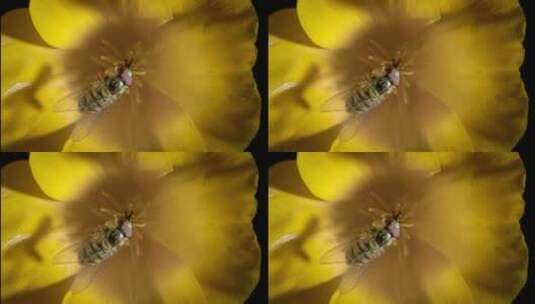 蜜蜂采花粉拍摄集锦高清在线视频素材下载