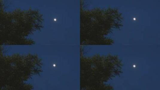 夏夜树和月亮高清在线视频素材下载