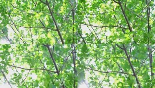 绿色树叶阳光透过树叶唯美高清在线视频素材下载