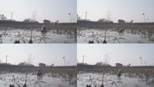 藕农在自己的藕塘中挖藕高清在线视频素材下载