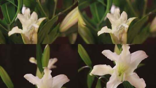 【镜头合集】鲜花家居装饰百合花高清在线视频素材下载