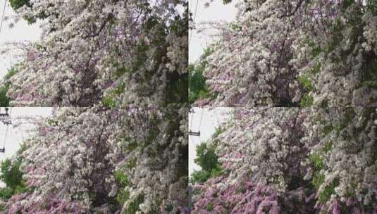 花树，紫荆花，紫花白花高清在线视频素材下载