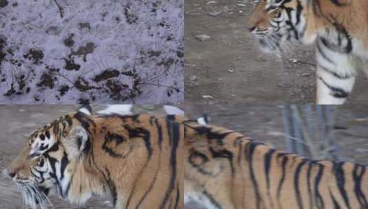 【镜头合集】虎年老虎东北虎动物园野兽高清在线视频素材下载