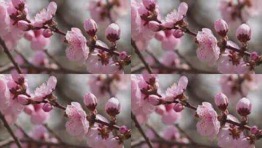 人面桃花鲜花粉嫩鲜花花朵高清在线视频素材下载