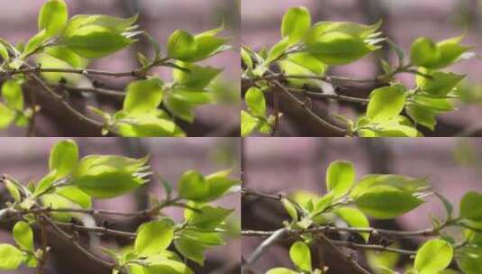 树叶嫩芽发芽萌发春季生机高清在线视频素材下载
