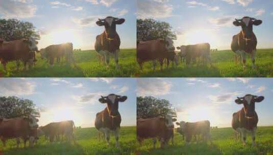 健壮的奶牛高清在线视频素材下载