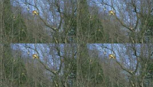 金丝猴在树上玩耍2高清在线视频素材下载