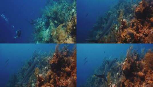 潜水拍摄鲨鱼高清在线视频素材下载