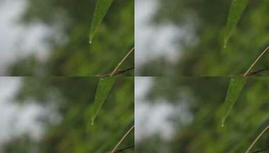 雨水滴落到竹叶上高清在线视频素材下载