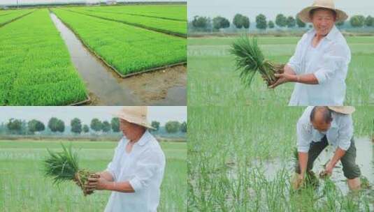 种水稻素材高清在线视频素材下载