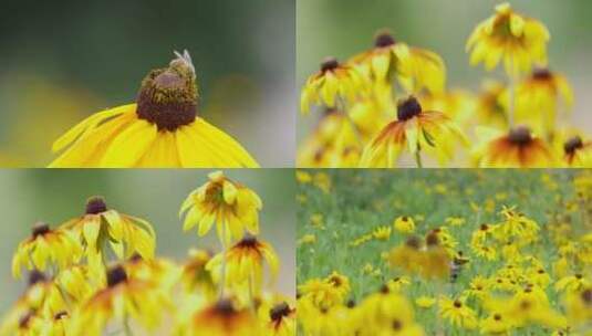 自然风景蜜蜂采蜜菊花特写微距高清在线视频素材下载