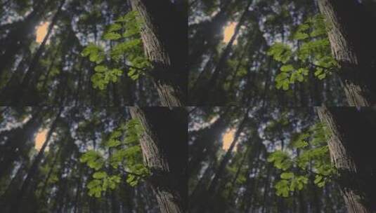 夏日炎热的小树林高清在线视频素材下载