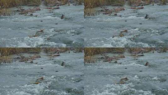 河流小溪的水流高清在线视频素材下载