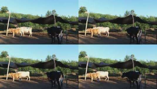 4k农村农业圈养黄牛养殖养牛高清在线视频素材下载