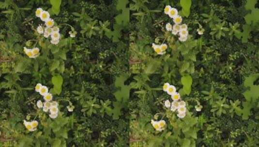白色雏菊花朵特写镜头高清在线视频素材下载