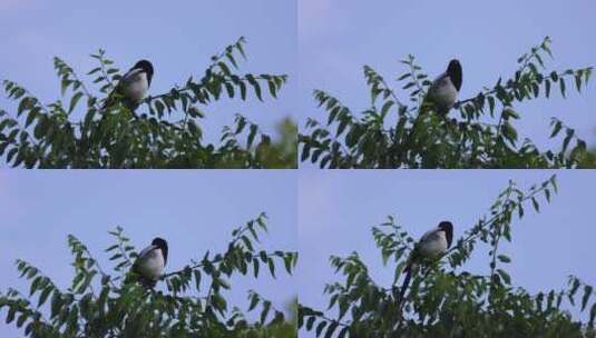 鸟儿 树上的野生鸟儿高清在线视频素材下载