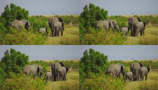 动物园大象野生动物高清在线视频素材下载