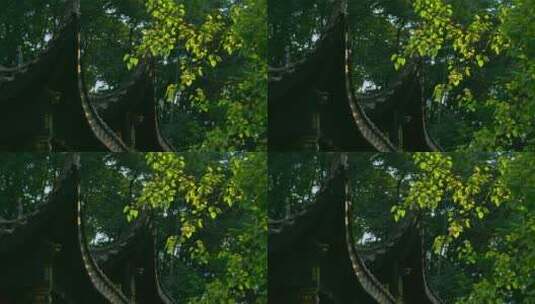树枝阳光屋顶寺庙高清在线视频素材下载