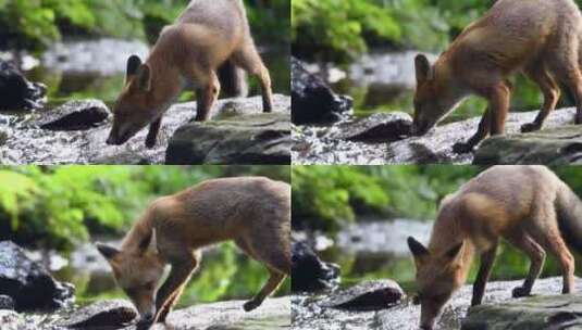 红狐在河边河水高清在线视频素材下载