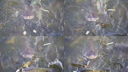 慢动作大鱼在池塘里游泳吃食物高清在线视频素材下载