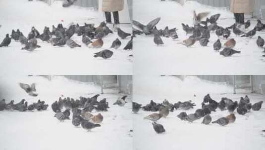 在雪地里喂食的鸽子高清在线视频素材下载